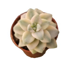 גרפטובריה טיטובאנס וורייגאטה - Graptoveria titubans variegata