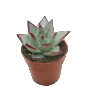 כפנית קצוות בורדו - Echeveria Bordeaux Edges