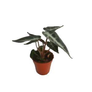 אלוקסיה דוורף - Alocasia dwarf
