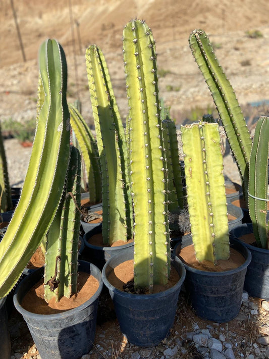מגוון קקטוסים זקופים
