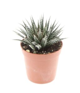 הוורתיה שלגיה - Haworthia Snow White