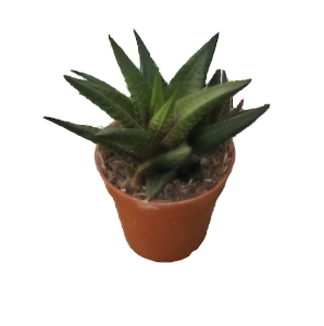 הוורתיה לימיפוליה - Haworthia Limifolia