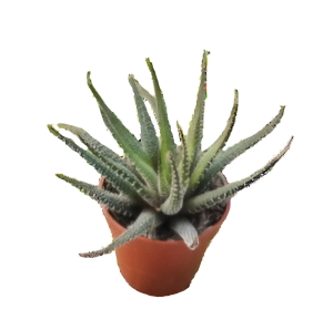 הוורתיה עשבונית - Haworthia Herbacea