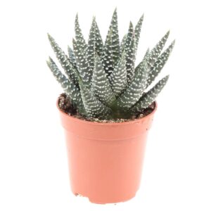 הוורתיה מרגריטיפרה - Haworthia Margaritifera