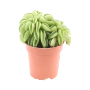 פפרומיה הפי בין - Peperomia Happy bean