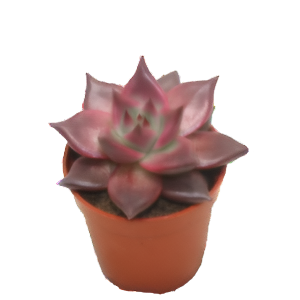 כפנית טאורוס - Echeveria Taurus
