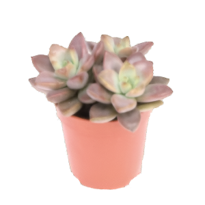 כפנית בורדו הארד - Echeveria Bordeaux Hard