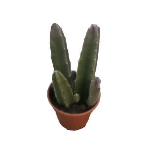 סטפליה לינדרציה - Stapelia Leendertziae