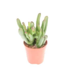 קרסולה שופרות - Crassula Hobbit