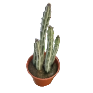 סביון סטפליפורמיס - Senecio Stapeliaeformis