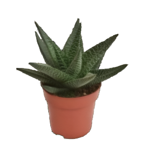הוורתיה רויאל היינס - Haworthia Royal Highness