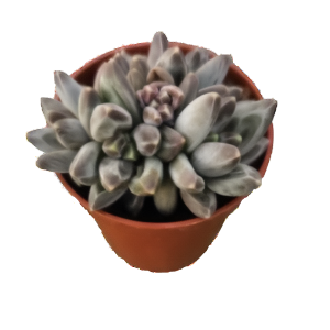 פכיפיטום קומפקטום - Pachyphytum Compactum
