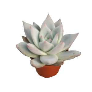 כפנית קולורטה - Echeveria Colorata