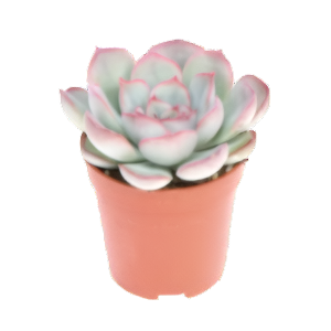 כפנית מיסטרי - Echeveria Mystery