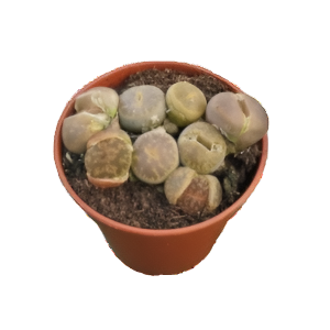 ליתופס - Lithops