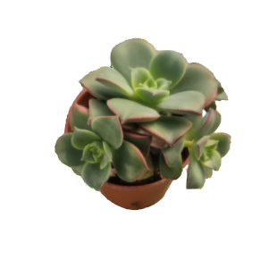 ניצחה קיוי - Aeonium Kiwi