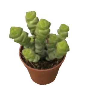 קרסולה מרנייריאנה - Crassula Marnieriana