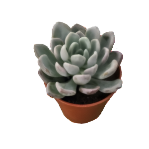 כפנית אלגנס - Echeveria Elegans