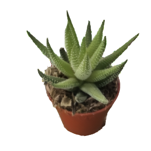 הוורתיה יוניברס - Haworthia universe
