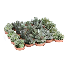 אדרומישוס מיקס - Adromischus Mix