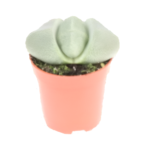 פליוספילוס נלי - Pleiospilos Nellii enkel