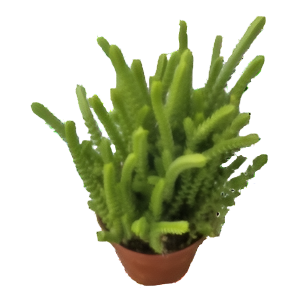 קרסולה ליקופודיויידיס - Crassula lycopodioides