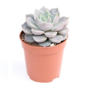 כפנית מרסיק הייבריד - Echeveria Hybrid Marsic