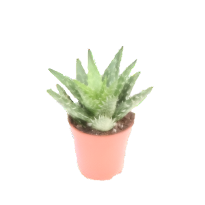 אלוי סקרוזה - Aloe Squarosa