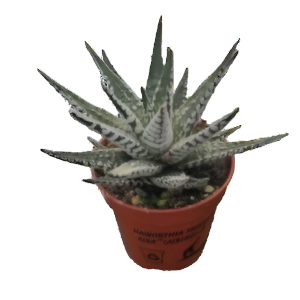 הוורתיה אלבה - Haworthia Alba