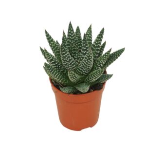 הוורתיה רויאל אלברט - Haworthia royal albert