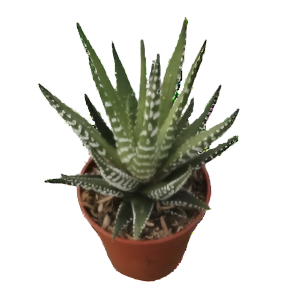 הוורתיה ביג בנד - Haworthia Big Band