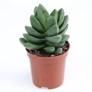קרסולה בנג’מין - Crassula Ben