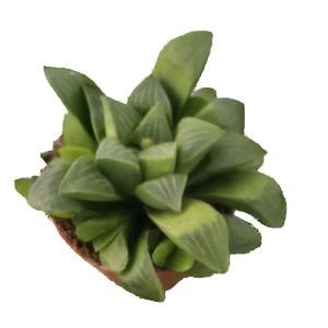 הוורתיה רטוסה - Haworthia Retusa
