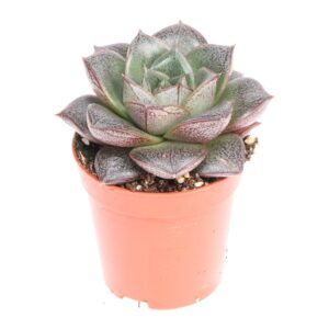 כפנית פורפוסורום - Echeveria Purpusorum