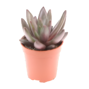 כפנית איזר - Echeveria Izar