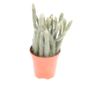 ריפסליס הורידה - Rhipsalis horrida
