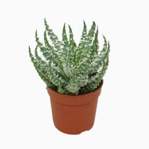 אלוי הומיליס שארק - Aloe Humilis