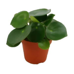 פפרומיה טיפות גשם - Peperomia Polybotria Raindrop