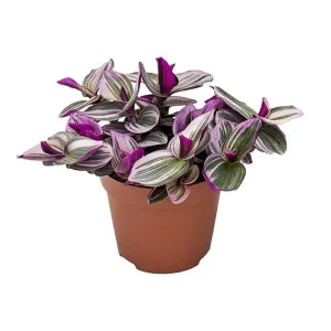 יהודי נודד נאנוק - Tradescantia Nanouk
