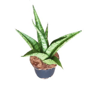 סנסיבריה טריפיקטה אננס - Sansevieria 'trifciata' Pineapple