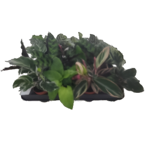 קלתיאה מיקס - Calathea Mix