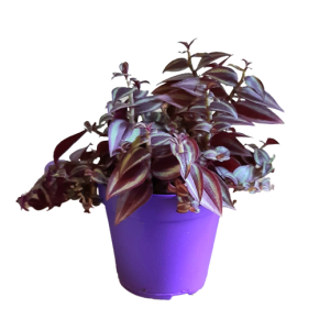 יהודי נודד פרפל פאשן - Tradescantia Purple Passion
