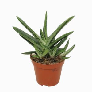 גסטריה ליטל וורטי - Gasteria Little Warty