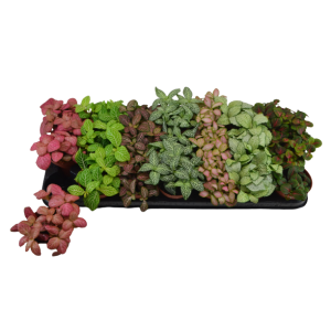 פיטוניה מיקס - Fittonia Mix