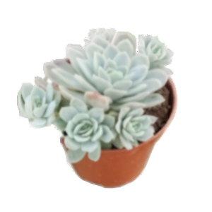כפנית אלגנס - Echeveria elegans