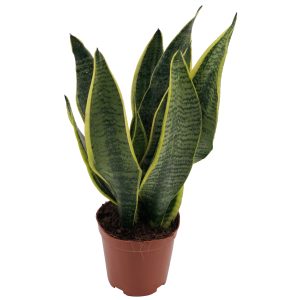 סנסיבריה סופרבה - Sansevieria Superba