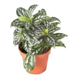 פילאה קדיירי - Pilea Cadierei