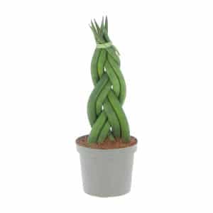 סנסיבריה צמה - Sansevieria cylindrica Braid
