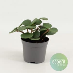 פפרומיה הופ - Peperomia Hope