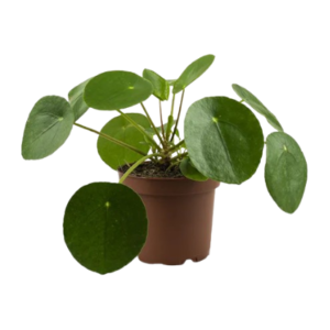 פילאה פפרומוידיס - Pilea peperomioides